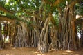 Banyan tree roots Royalty Free Stock Photo