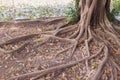Banyan tree roots in the park Royalty Free Stock Photo