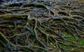 Banyan tree roots after the rain Royalty Free Stock Photo