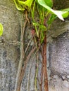 banyan tree roots stuck to the wall Royalty Free Stock Photo
