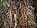 Banyan tree roots are used as ornamental plants