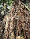 Banyan tree roots are used as ornamental plants