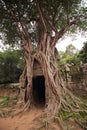 Banyan tree in ruins of Ta Som Temple