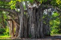 Banyan tree Royalty Free Stock Photo