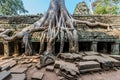 Banyan tree ta prohm angkor wat cambodia