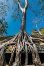 Banyan tree Ta Prohm Angkor Wat Cambodia