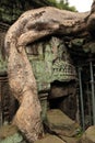 Banyan tree at Ta Prohm Temple