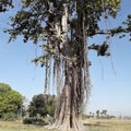 Banyan tree trunck and its branch root