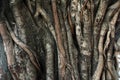 Banyan tree trunk roots with carvings Royalty Free Stock Photo