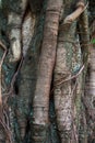 Banyan tree trunk roots Royalty Free Stock Photo