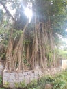 The banyan tree is a type of tree commonly found in Indonesia and is known for its characteristic hanging roots that hang down Royalty Free Stock Photo