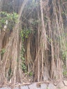 The banyan tree is a type of tree commonly found in Indonesia and is known for its characteristic hanging roots that hang down Royalty Free Stock Photo
