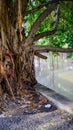 banyan tree beside the urban river.