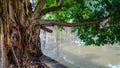 banyan tree beside the urban river. Royalty Free Stock Photo