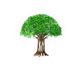 Banyan tree vector hand drawn Royalty Free Stock Photo