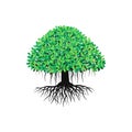 Banyan tree vector illustration with roots and green leaves.