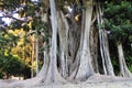 Banyan tree Royalty Free Stock Photo