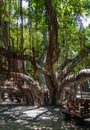 Banyan Tree