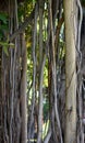 Banyan Tree Vines and Bark