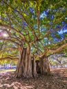 banyan tree in waikiki beach oahu hawaii Royalty Free Stock Photo