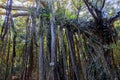 Banyan tree in Yakushima island