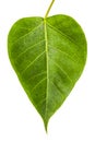 Banyan Tree young leaf, Ficus Religiosa plant