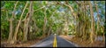 Banyan Trees along roadway