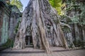 Banyan trees growing on buildings of Ta Prohm temple