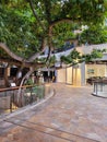 Banyan Trees Inside Honolulu International Market Place Mall