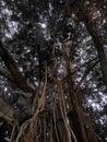 Banyan trees are Large tree Royalty Free Stock Photo