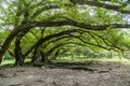 Banyan trees. Many banyan trees in Yangjiaxi,Fujian,China Royalty Free Stock Photo