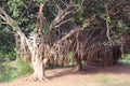 Banyan trees row Royalty Free Stock Photo