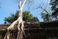 Banyan trees on ruins in Ta Prohm temple. Cambodia. Large aerial ficus roots on ancient stone wall. Abandoned ancient buildings.