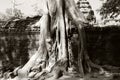 Banyan trees on ruins in Ta Prohm temple. Cambodia. Large aerial ficus roots on ancient stone wall. Abandoned ancient buildings.