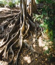 Banyan trees, trees with big roots. Royalty Free Stock Photo