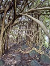 Banyan trees Wailuku  River Park Rainbow Falls Hawaii Royalty Free Stock Photo