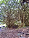 Banyan trees Wailuku  River Park Rainbow Falls Hawaii Royalty Free Stock Photo