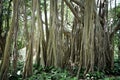 Banyan vines