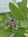 Biduri or thistle plant or calotropis procera with purple flowers growing in the yard