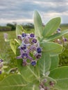 Biduri or thistle plant or calotropis procera with purple flowers growing in the yard