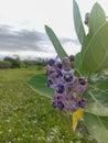 Biduri or thistle plant or calotropis procera with purple flowers growing in the yard