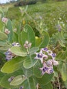 Biduri or thistle plant or calotropis procera with purple flowers growing in the yard