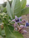 Biduri or thistle plant or calotropis procera with purple flowers growing in the yard