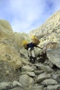 Sulfur miners climb Mount ijen has a caldera wall as high as 300 to 500 meters
