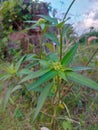 Euphorbia heterophylla, also known under the common names of (Mexican) fireplant