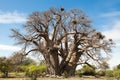 Baobab-Tree in Botswana, very huge and old Baobab tree
