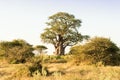 Baobab-Tree in morning light in Botswana Royalty Free Stock Photo