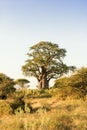 Baobab-Tree Royalty Free Stock Photo