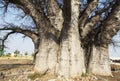 Baobab Royalty Free Stock Photo