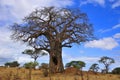 Baobab Royalty Free Stock Photo
